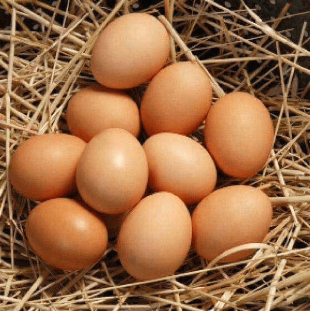 Oeufs BIO fermiers extra-frais 